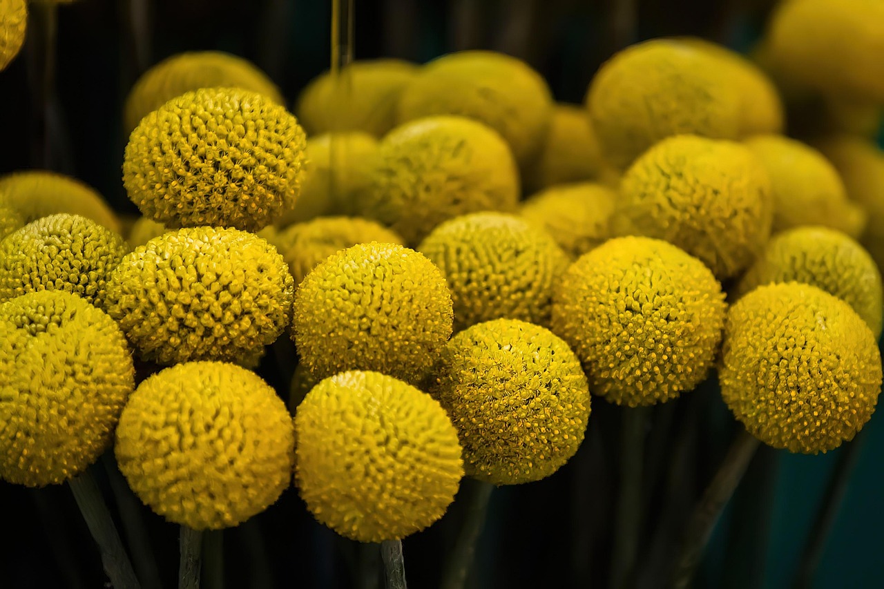 cand se tunde lavanda