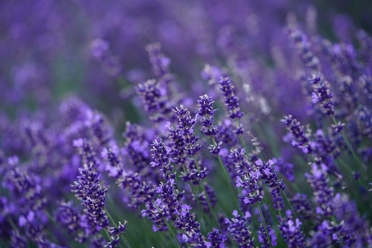 lavanda beneficii