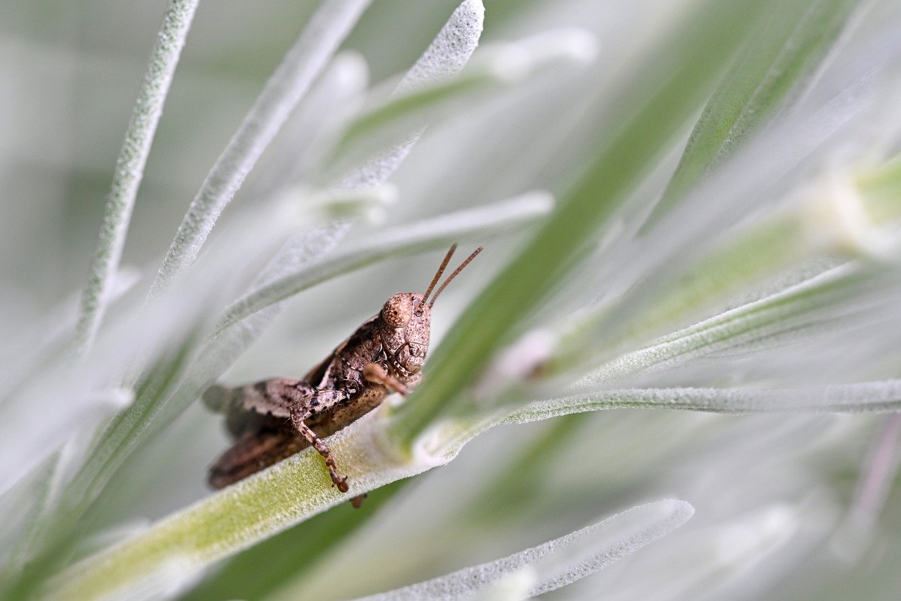ingrijire lavanda curte