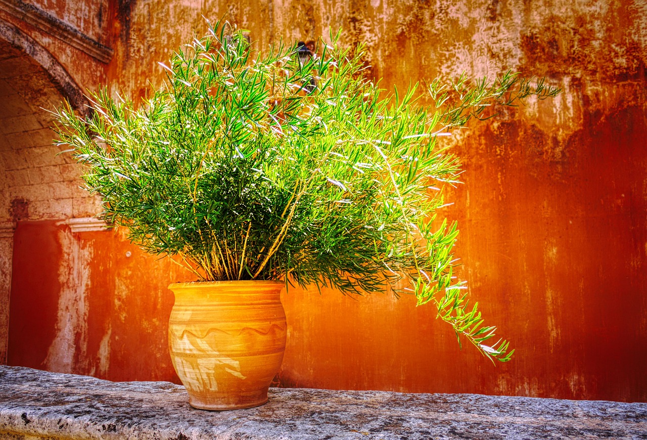 de ce se ofileste craciunita