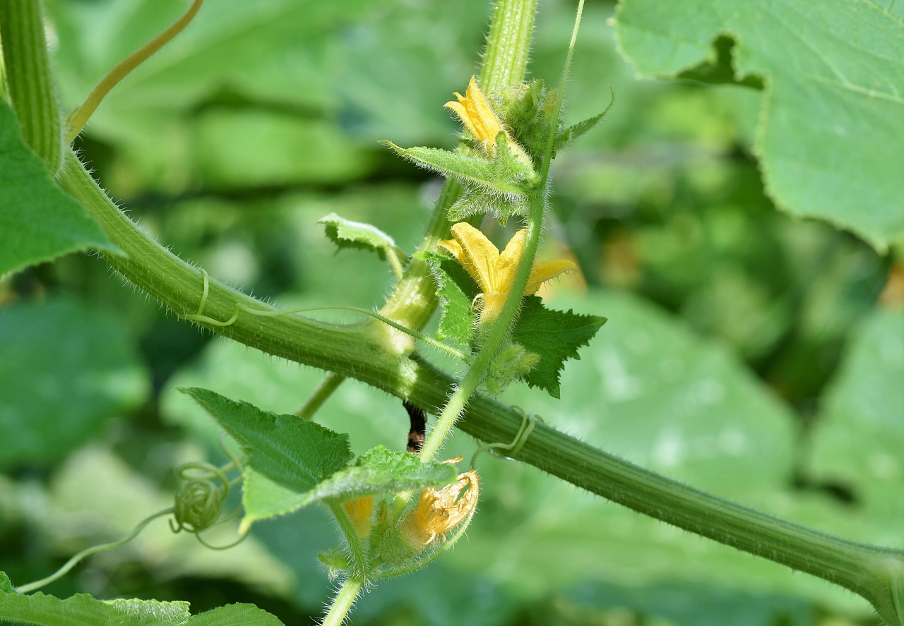 la ce distanta se planteaza rosiile in solar